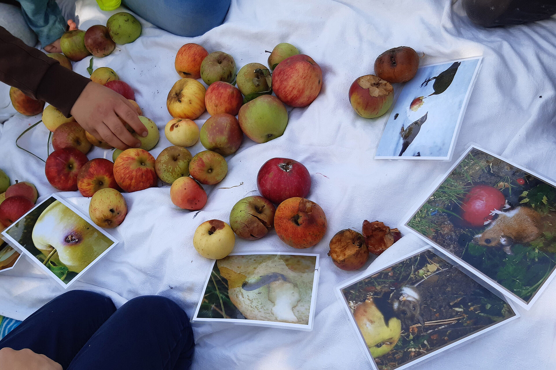Äpfle und Fotos auf einer Decke